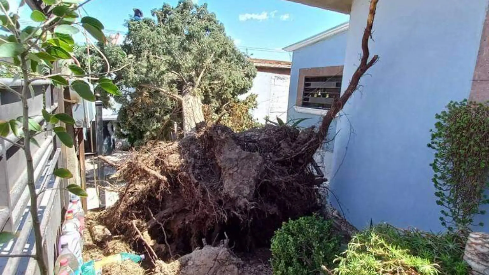 árbol derribado por el viento